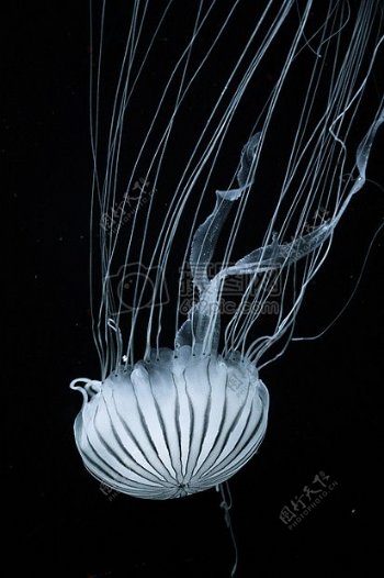 白色水母游泳通过黑度