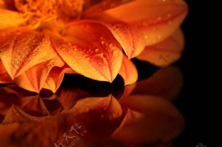 橙色花朵图片