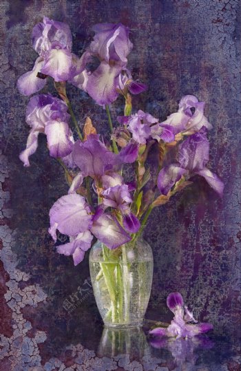 花瓶里的紫色花朵图片