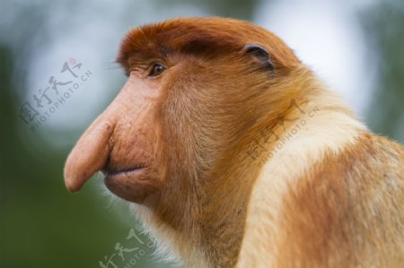 长鼻猴摄影图片