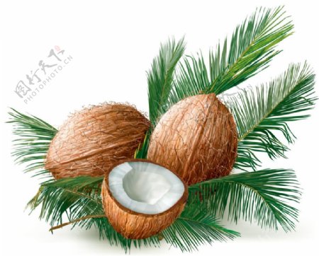 椰子棕榈叶矢量图素材