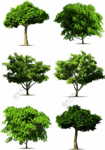 写实风格大树矢量图形设计素材