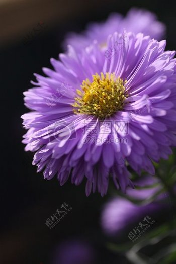 紫色盛开的花朵