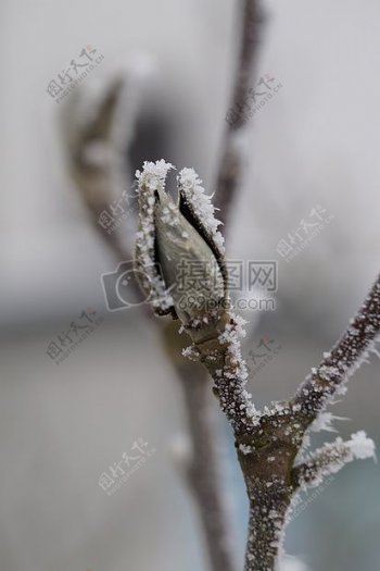 树枝上的冰霜