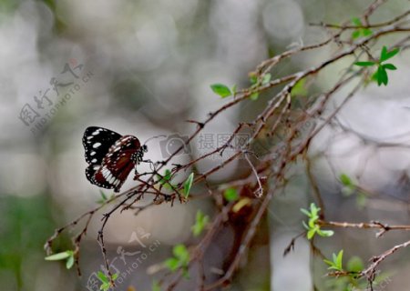 初春树枝上停留的蝴蝶