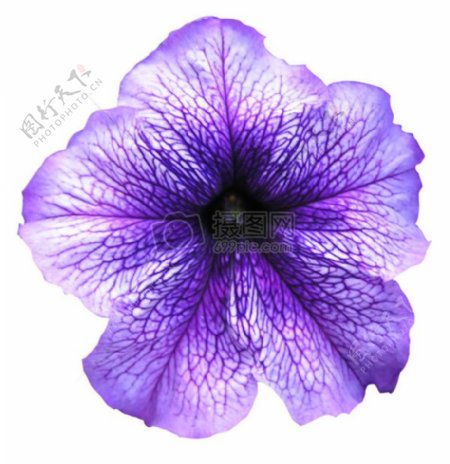 白色背景下盛开的紫色花朵