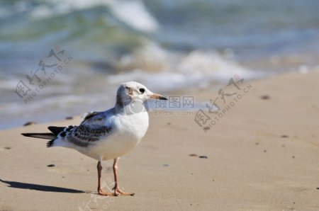 海滩上的海鸟