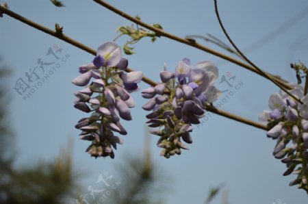 紫藤萝花串图片