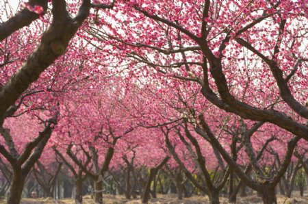 盛开的桃树花林图片