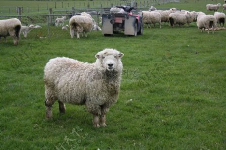 农场里的羊群