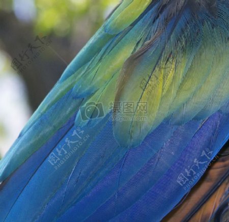 鹦鹉的彩色羽毛