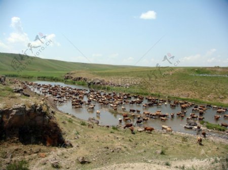 河面上的一群牛