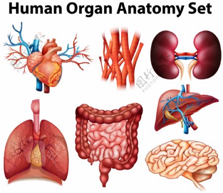 医疗人体器官内脏图