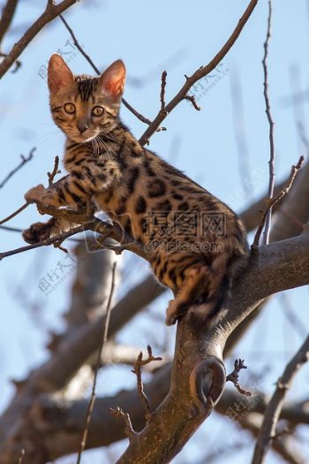 孟加拉小猫爬上一棵树