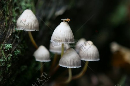 英语森林野生蘑菇生长在秋天