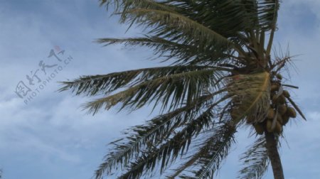 椰子束在一棵棕榈树股票视频视频免费下载