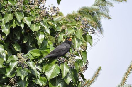 树枝上的黑鸟