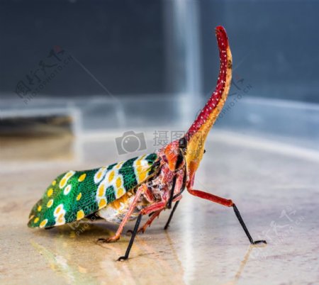 色彩鲜艳的昆虫