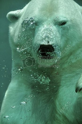 水下的大白熊