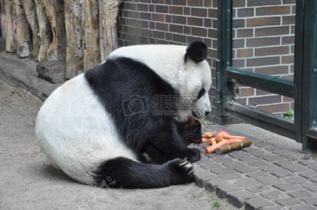 坐在地上吃竹子的大熊猫