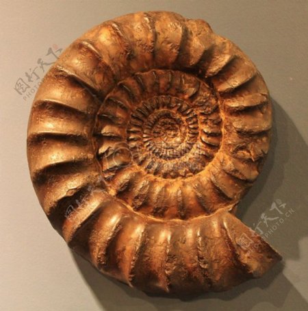 螺旋状的化石