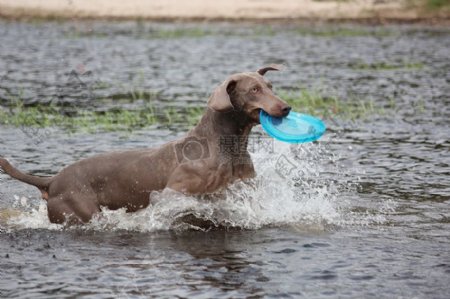 水里玩耍的狗