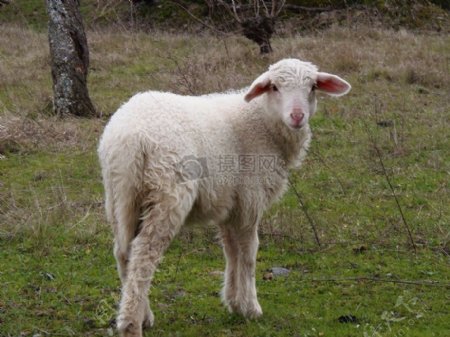 草地上的白色小羊