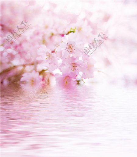 粉色樱花吊顶灯图案
