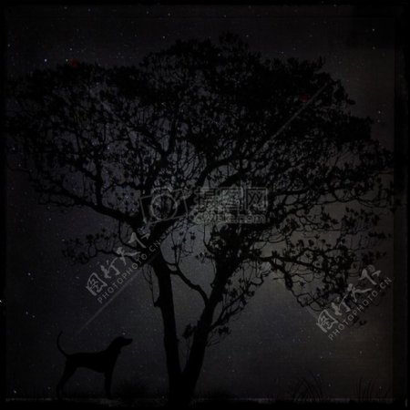 夜黑景观树狗繁星点点的天空自然神秘黑暗
