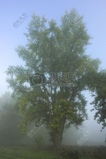 薄雾笼罩着一棵大树