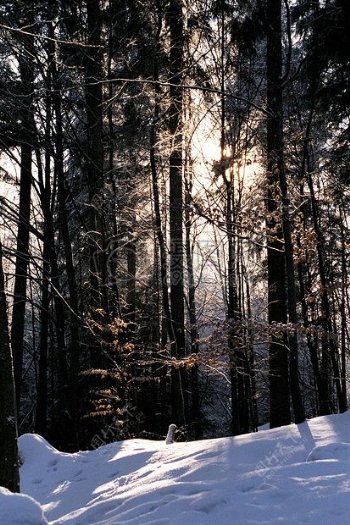 白天白雪接近黑色树