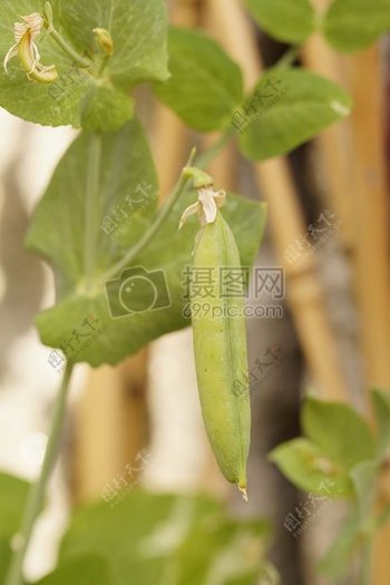豌豆植物