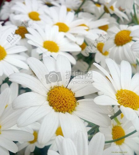 美丽的白色雏菊