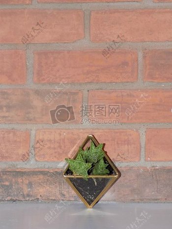 植物仙人掌几何砖墙terranium