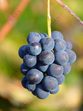 蓝色圆润的葡萄