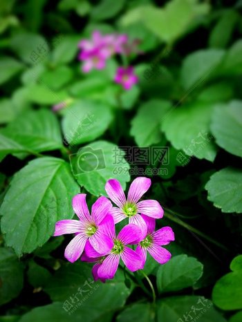 粉红色的花瓣5花卉微距摄影