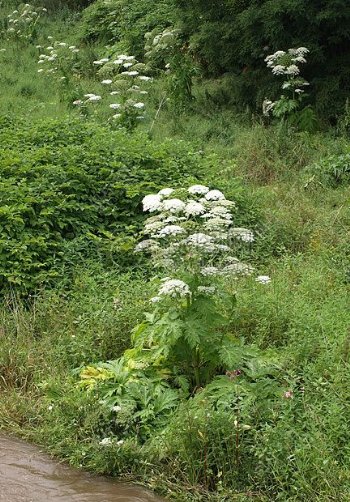 巨人Hogweed