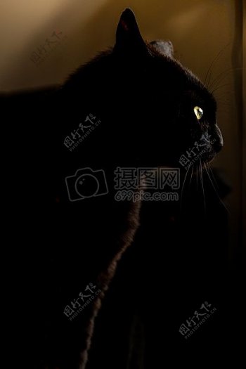 晚上动物宠物眼睛毛皮黑色小猫猫发光黑豹