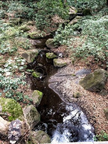 岩石溪流苔藓植物反射蕨类植物主题平静