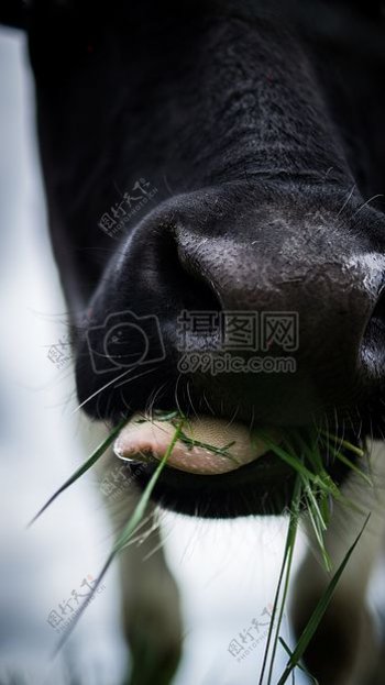 吃动物农业农场草特写镜头查看饲料关闭以牛小牛咀嚼