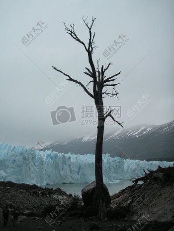 冰川旁的枯树