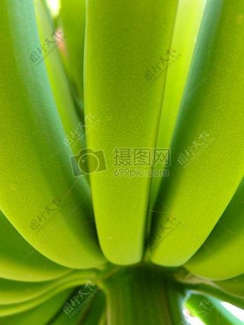 食品植物绿色香蕉版税免费香蕉灌木