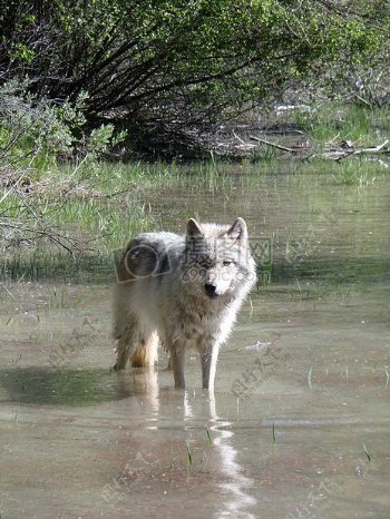 河流可爱的狼