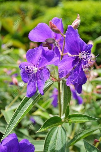 花园紫罗兰花
