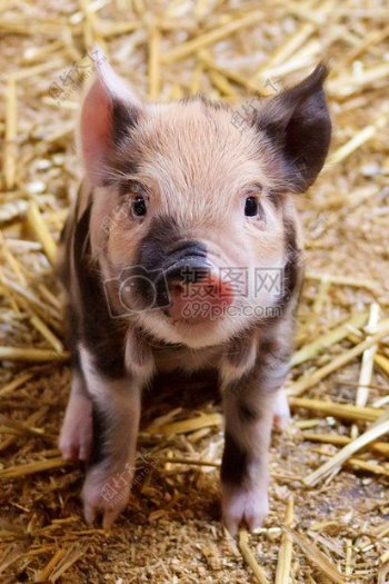 干草地上可爱的小猪