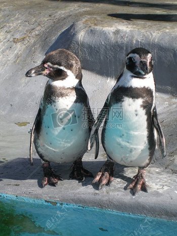 两只可爱的小企鹅