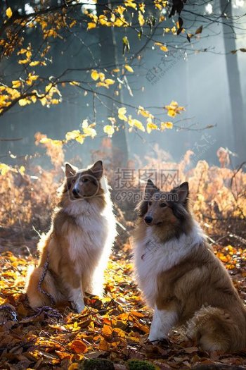 秋天里的两只狗