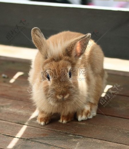 毛茸茸的小兔子