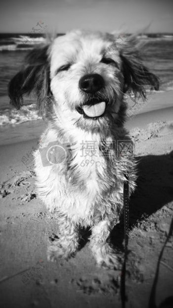 狗动物间隔海滩欢乐黑色和白色