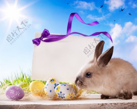 复活节卡片与彩蛋兔子图片
